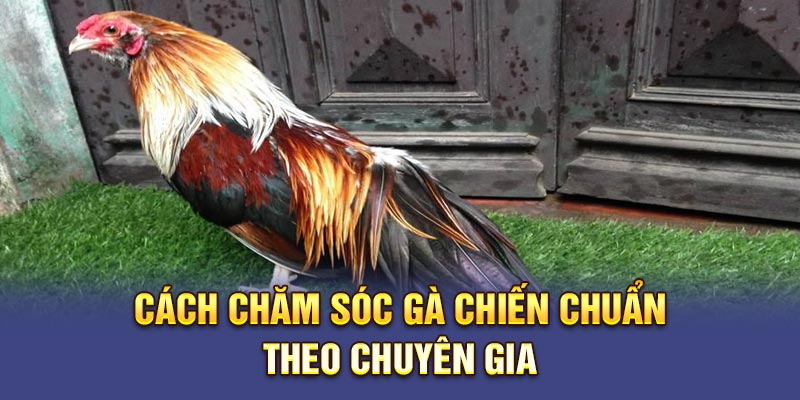 Cách chăm sóc gà chiến chuẩn theo chuyên gia