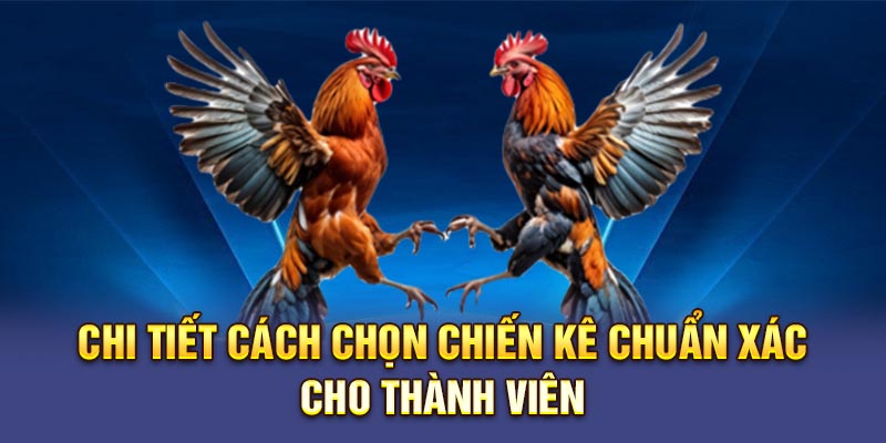 Chi tiết cách chọn chiến kê chuẩn xác cho thành viên