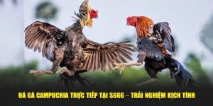 Đá Gà Campuchia Trực Tiếp Tại S666 – Trải Nghiệm Kịch Tính