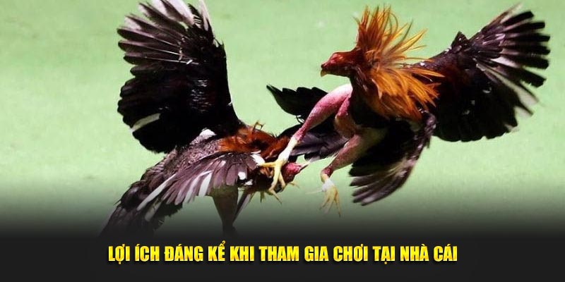 Lợi ích đáng kể khi tham gia chơi tại nhà cái