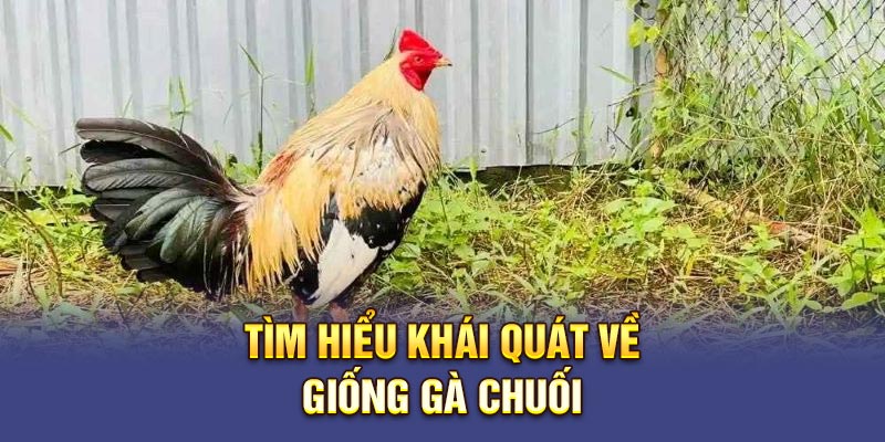 Tìm hiểu khái quát về giống gà chuối