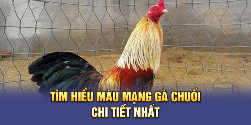 Tìm hiểu màu mạng gà chuối chi tiết nhất