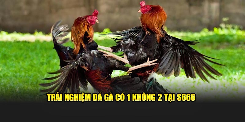 Trải nghiệm đá gà có 1 không 2 tại ​S666